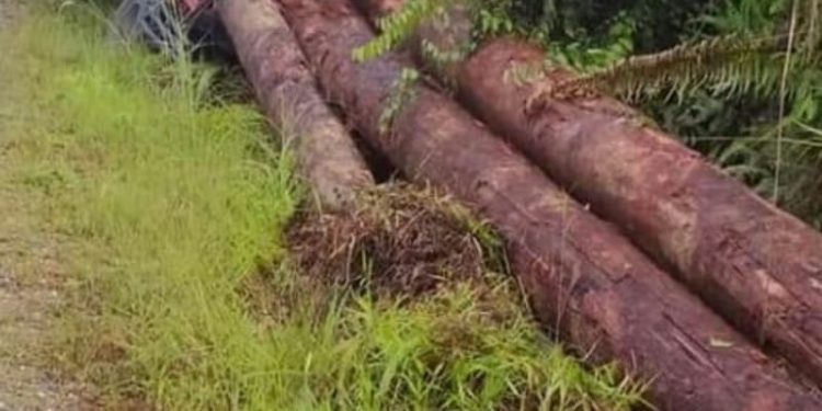 DPRD Gumas Pertanyakan Izin Angkutan Kayu Log Truk Fuso L 8531 UM