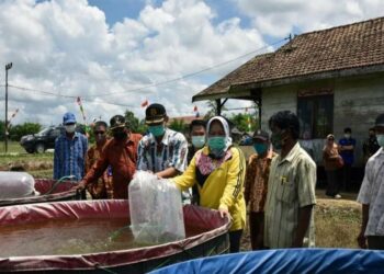 Bupati Kotawaringin Barat Hj Nurhidayah saat menaburkan benih ikan di kolam pembudidaya ikan di Desa Kumpai Batu Bawah baru-baru ini. (ANT/Humas Pemkab Kobar)