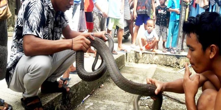 Ular kobra yang dilumpuhkan warga menjadi tontonan masyarakat sekitar di Manggala Kelurahan Jambu, Kecamatan Teweh Baru, Selasa (8/9/2020).ANTARA/Istimewa