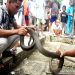 Ular kobra yang dilumpuhkan warga menjadi tontonan masyarakat sekitar di Manggala Kelurahan Jambu, Kecamatan Teweh Baru, Selasa (8/9/2020).ANTARA/Istimewa