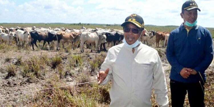 Plt Gubernur Kalteng Habib Ismail Bin Yahya (kiri) didampingi Bupati Sukamara Windu Subagio saat meninjau lokasi peternakan besar sapi di kawasan Pantai Lunci, Jumat, (30/10/2020). (ANT/IST)