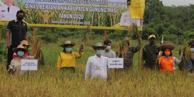 Bupati Gumas Jaya S Monong (baju putih) dan lainnya saat panen perdana padi sawah di lahan Kelompok Tani Sentol Jaya di Kecamatan Kurun, Jumat (9/10/2020). (Foto : PWI Gumas)
