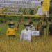 Bupati Gumas Jaya S Monong (baju putih) dan lainnya saat panen perdana padi sawah di lahan Kelompok Tani Sentol Jaya di Kecamatan Kurun, Jumat (9/10/2020). (Foto : PWI Gumas)