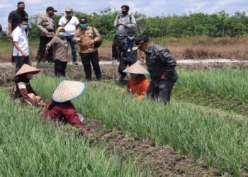 Plt Gubernur Kalteng Habib Ismail Bin Yahya bersama Bupati Barito Utara Nadalsyah dan sejumlah pejabat lainnya meninjau tanaman bawang merah hasil kerja sama dengan BI Kalteng di Dusun Transbangdep Kecamatan Teweh Selatan, Rabu (21/10/2020). (ANT/IST)