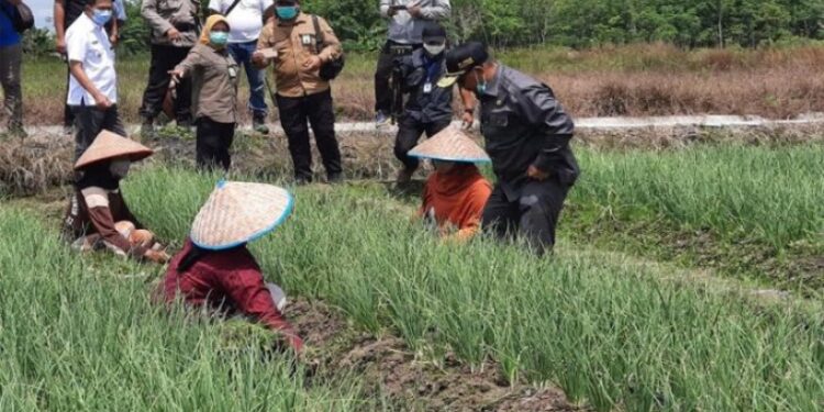 Plt Gubernur Kalteng Habib Ismail Bin Yahya bersama Bupati Barito Utara Nadalsyah dan sejumlah pejabat lainnya meninjau tanaman bawang merah hasil kerja sama dengan BI Kalteng di Dusun Transbangdep Kecamatan Teweh Selatan, Rabu (21/10/2020). (ANT/IST)
