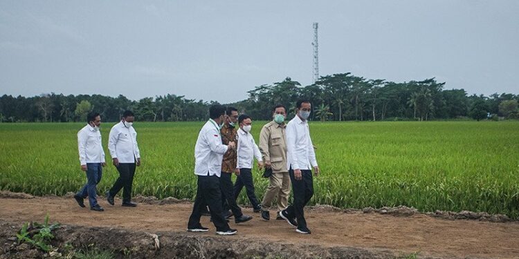 Arsip-Presiden Joko Widodo (kanan) didampingi Menteri Pertahanan Prabowo Subianto (kedua kanan), Kepala Staf Kepresidenan Moeldoko (tengah, Menteri Pertanian Syahrul Yasin Limpo (kiri) dan Gubernur Kalimantan Tengah Sugianto Sabran (ketiga kanan) meninjau kesiapan lahan pertanian yang akan dijadikan pengembangan 'food estate' di Desa Belanti Siam, Kabupaten Pulang Pisau, Kalimantan Tengah, Kamis (9/7/2020). (ANT)