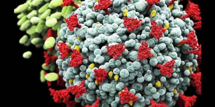 Ilustrasi - Varian baru virus Coronavirus, Covid-19 SARS-CoV-2. (ANT/Shutterstock)