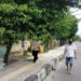 Pejalan kaki terpaksa berjalan di trotoar sambil menunduk, ada pula yang memilih berjalan di aspal jalan karena trotoar terhalang rimbunnya dahan pohon, Jumat (29/1/2021). (ANT)