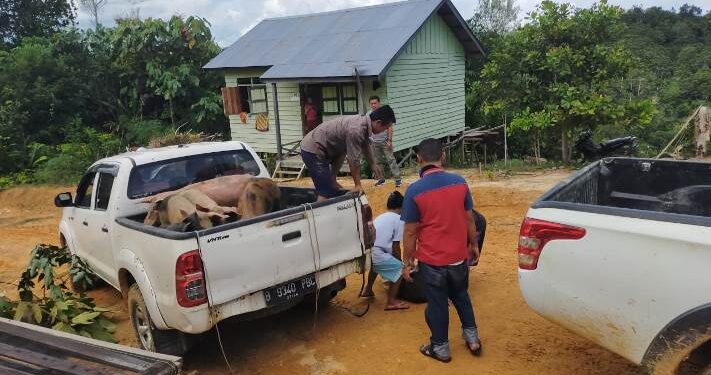 Suasana penyaluran bibit babi kepada salah satu kelompok KAT Sei Hanyo di Desa Tumbang Hamputung Kecamatan Kahayan Hulu Utara Kabupaten Gumas, Oktober 2020 lalu. (Foto : Dinsos Gumas)