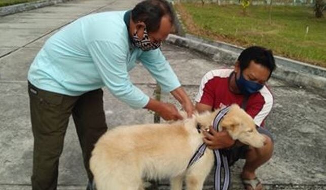 Pegawai Distan Gumas melakukan vaksinasi rabies kepada anjing milik warga Kuala Kurun pada tahun 2020 lalu. (Foto : Distan Gumas)