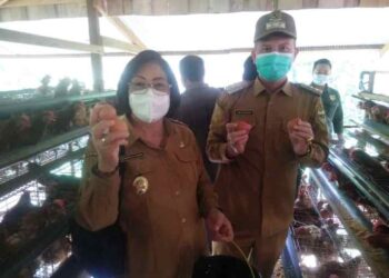 Bupati Gumas Jaya S Monong (kanan) dan Wabup Gumas Efrensia L.P Umbing saat panen telur ayam milik Kelompok Tani Ayam Petelur Kambungan Habaon Hapakat, di Desa Tumbang Habaon, Kecamatan Tewah, Selasa (13/4/2021). (Foto : Diskominfosantik Gumas)