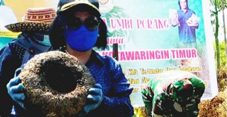 Ketua DPRD Kotawaringin Timur Rinie mengikuti panen perdana porang milik petani di Jalan Jenderal Sudirman km 15 Sampit, Sabtu (24/4/2021). (ANT/IST)