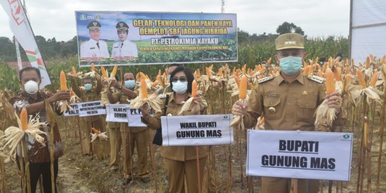 Bupati Gumas Jaya S Monong bersama Wabup Efrensia L.P Umbing dan lainnya panen jagung hibrida, di demplot jagung hibrida milik Poktan Sejahtera, di Kecamatan Kurun, Senin (26/7/2021). (IST)