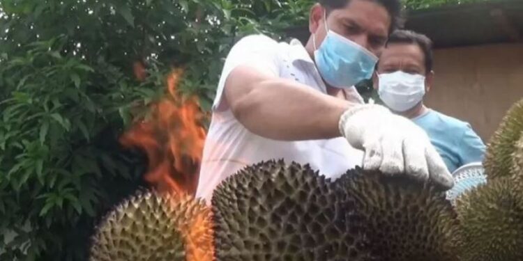 Patar Siahaan saat membakar durian yang akan disajikan kepada pelanggannya di Medan, Rabu (25/8/2021). (ANT)