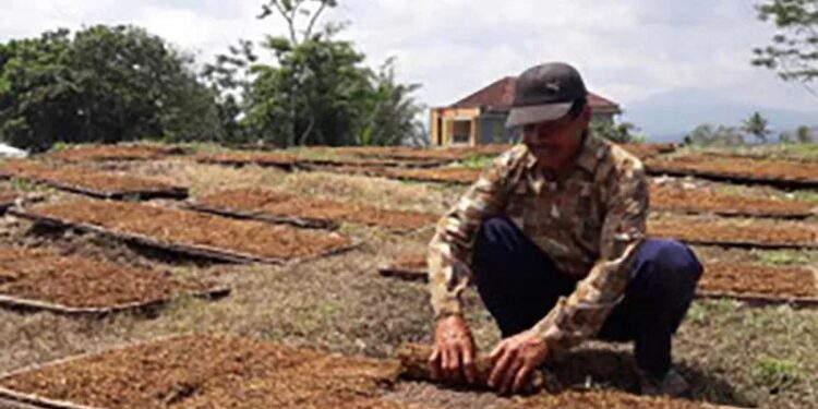 Seorang petani menjemur tembakau di daerah Bulu, Kabupaten Temanggung. (MASAPNEWS/ANT/Heru Suyitno)
