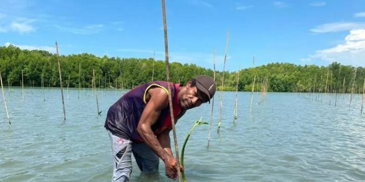 Warga Kampung Armopa, Distrik Bonggo, Kabupaten Sarmi, Papua melakukan pananaman mangrove dalam program PEN BRGM tahun ini. (MASAPNEWS/ANT/HO-Humas BRGM)