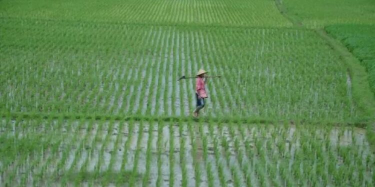 Petani di tengah sawah. (MASAPNEWS/ANT/Pradipta Kurniawan Syah)