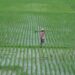 Petani di tengah sawah. (MASAPNEWS/ANT/Pradipta Kurniawan Syah)