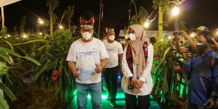Direktur Produksi Pupuk Indonesia Bob Indiarto dan Bupati Banyuwangi Ipuk Fiestiandani saat mengunjungi dan memetik buah naga dalam rangka peringatan Hari Tani Nasional di Desa Tambakrejo, Kecamatan Purwoharjo, Kabupaten Banyuwangi, Jumat (24/9)