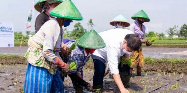 Menteri Koordinator Bidang Perekonomian Airlangga Hartarto saat menanam padi di Klaten, Jawa Tengah, Jumat (24/9/2021). (MASAPNEWS/ANT/HO-Kemenko Perekonomian)