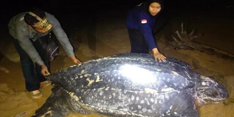 Penyu belimbing yang dikenal sebagai penyu terbesar di dunia, terlihat di pesisir pantai di Kecamatan Paloh, Kabupaten Sambas, Provinsi Kalimantan Barat. (MASAPNEWS/ANT/HO-KKP)