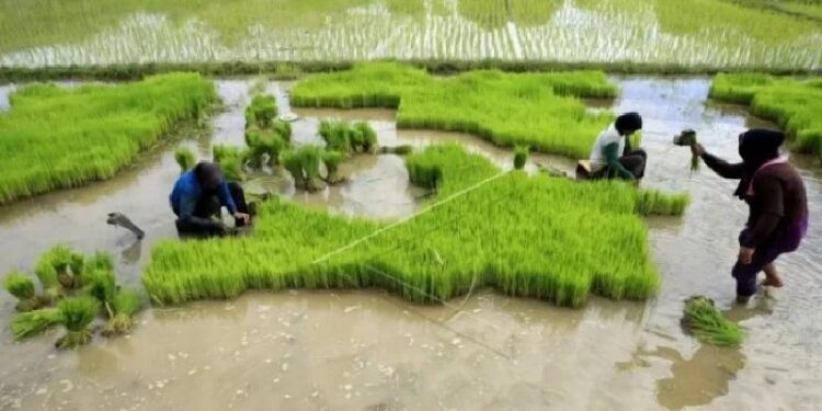 Arsip - Petani mencabut bibit padi unggul lebih awal guna mengantisipasi tergenang banjir, di Desa Lamteh, Aceh Besar, Aceh, Jumat (8/12/2019). (MASAPNEWS/ANT)
