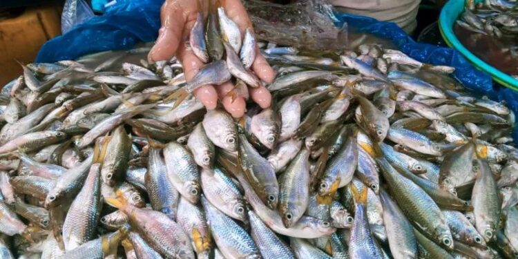 Ilustrasi - Harga ikan bilih turun jadi Rp50 ribu per kilogram di Pasar Raya Solok. (MASAPNEWS/ANT/HO)