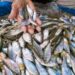 Ilustrasi - Harga ikan bilih turun jadi Rp50 ribu per kilogram di Pasar Raya Solok. (MASAPNEWS/ANT/HO)
