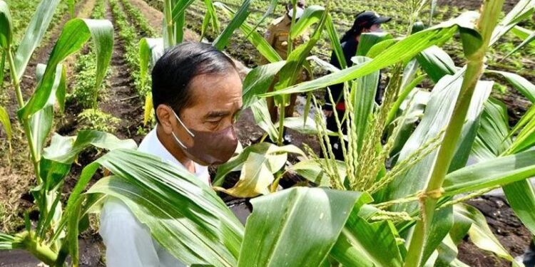 Presiden Joko Widodo memperhatikan bonggol jagung yang tumbuh dan ditanam Kelompok Tani Maju Makmur di Kelurahan Klamalu, Kecamatan Aimas, Kabupaten Sorong, Papua Barat, Senin (4/10/2021). (MASAPNEWS/ANT/HO-Biro Pers Setpres/Agus Suparto)