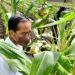 Presiden Joko Widodo memperhatikan bonggol jagung yang tumbuh dan ditanam Kelompok Tani Maju Makmur di Kelurahan Klamalu, Kecamatan Aimas, Kabupaten Sorong, Papua Barat, Senin (4/10/2021). (MASAPNEWS/ANT/HO-Biro Pers Setpres/Agus Suparto)