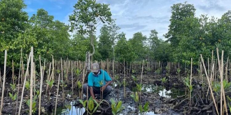 Penanaman mangrove melalui Program PEN dilakukan BRGM seluas 50 hektar di Kampung Maibo, Sorong, Papua Barat (MASAPNEWS/ANT/HO/BRGM)
