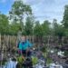 Penanaman mangrove melalui Program PEN dilakukan BRGM seluas 50 hektar di Kampung Maibo, Sorong, Papua Barat (MASAPNEWS/ANT/HO/BRGM)