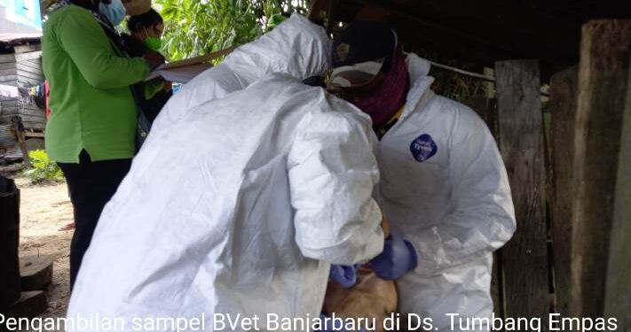 Tim dari Balai Veteriner Banjarbaru didampingi DTPHP Kalteng dan Distan Kabupaten Gumas mengambil sampel di Desa Tumbang Empas, Kecamatan Mihing Raya, Kamis, (7/10/2021). (Foto : Distan Kabupaten Gumas)