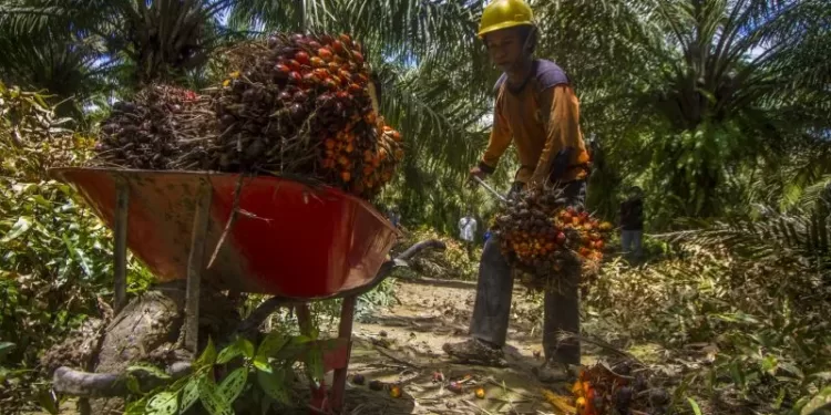 Pekerja memanen tandan buah segar kelapa sawit di kebun milik salah satu perusahaan kelapa sawit di Kecamatan Candi Laras Selatan, Kabupaten Tapin, Kalimantan Selatan, Kamis (11/11/2021). (MASAPNEWS/ANT)