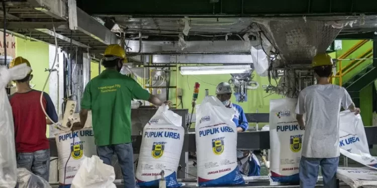 Pekerja melakukan pengantongan pupuk di pabrik pengantongan PT Pupuk Sriwidjaja (Pusri) Palembang, Sumatra Selatan, Jumat (28/5/2021). (MASAPNEWS/ANT)