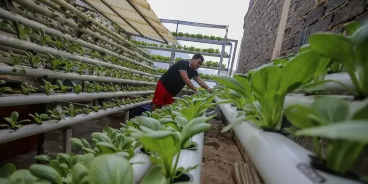 Warga merawat sayuran yang ditanam menggunakan metode hidroponik di halaman rumahnya di Batam, Kepulauan Riau, Minggu (24/10/2021). Warga tersebut memanfaatkan halaman rumahnya untuk budi daya sayuran guna menambah pendapatan dan tetap produktif di masa pandemi COVID-19. (MASAPNEWS/ANT)