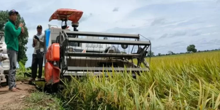 Aktivitas pertanian di Desa Belanti Siam Kecamatan Pandih Batu Kabupaten Pulang Pisau, Kamis (28/1/2021). (MASAPNEWS/ANT/HO-BPTP Kalteng)