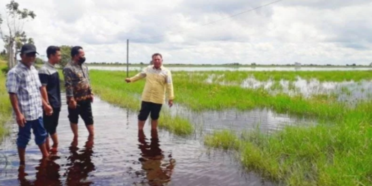 Dokumentasi - Wakil Ketua DPRD Kotawaringin Timur, Rudianur (kemeja kuning) meninjau sawah yang terendam banjir, Kamis (20/5/2021) lalu. Banjir merendam ribuan hektare padi di Desa Lampuyang Kecamatan Teluk Sampit. (ANT/MN-2)