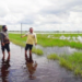 Dokumentasi - Wakil Ketua DPRD Kotawaringin Timur, Rudianur (kemeja kuning) meninjau sawah yang terendam banjir, Kamis (20/5/2021) lalu. Banjir merendam ribuan hektare padi di Desa Lampuyang Kecamatan Teluk Sampit. (ANT/MN-2)