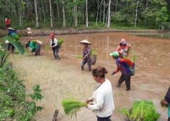 Kelompok tani Timbun Jaya kelurahan Kudangan Kecamatan Delang saat menanam dilahan sawah dengan pola usaha mina padi
