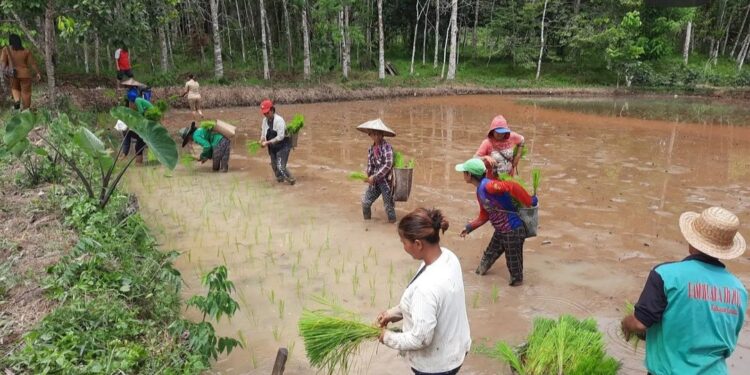 Kelompok tani Timbun Jaya kelurahan Kudangan Kecamatan Delang saat menanam dilahan sawah dengan pola usaha mina padi