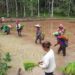 Kelompok tani Timbun Jaya kelurahan Kudangan Kecamatan Delang saat menanam dilahan sawah dengan pola usaha mina padi