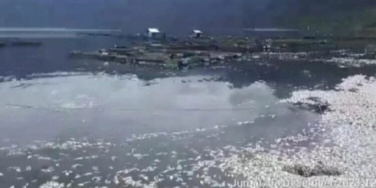 Bangkai ikan mengapung di Danau Maninjau. (MASAPNEWS/ANT/Dok DPKP Agam)