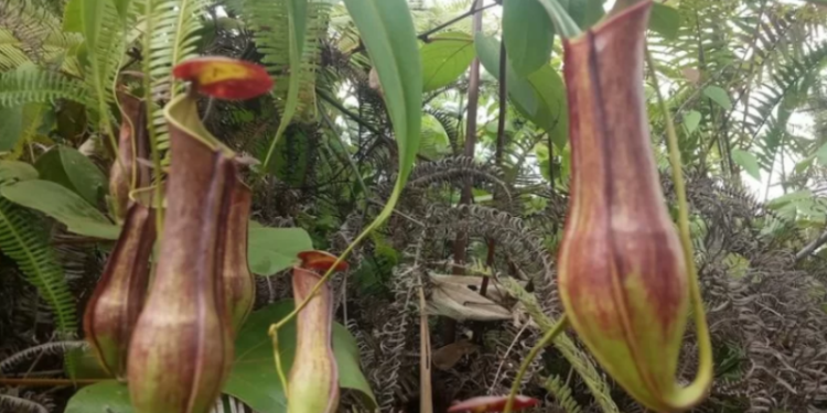 Penemuan tanaman langka kantong semar di Agam, Sumatera Barat. (ANT)