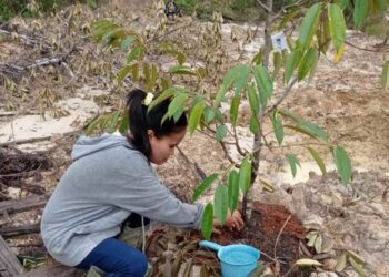 Pelaksanaan perawatan tanaman yang dilaksanakan pihak PT HPL dalam rangka mendukung komitmen HPL dimana perusahaan yang bergerak di bidang kehutanan, serta perusahan yang mendukung penanaman kembali tanaman kehidupan.
