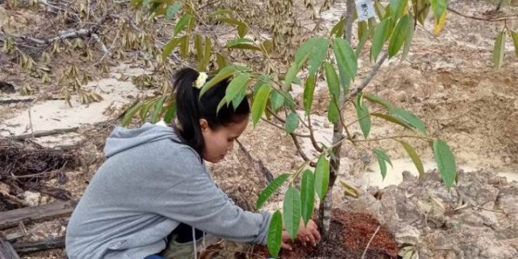 Pelaksanaan perawatan tanaman yang dilaksanakan pihak PT HPL dalam rangka mendukung komitmen HPL dimana perusahaan yang bergerak di bidang kehutanan, serta perusahan yang mendukung penanaman kembali tanaman kehidupan.