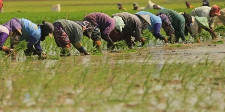 Ilustrasi - Buruh tani menanam padi di kawasan sawah Desa Tegalsembadra, Balongan, Indramayu, Jawa Barat. (MASAPNEWS/ANT)