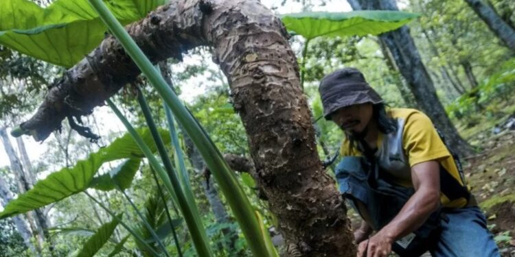 Petani merawat umbi Talas Beneng di Desa Sarinten, Lebak, Banten, Sabtu (17/10/2020). Dinas Pertanian Kabupaten Pandeglang mengembangkan potensi usaha pertanian Talas Beneng yang biasa dijadikan tepung tapioka untuk di ekspor ke sejumlah negara seperti Australia, Malaysia, Swedia dan Belanda sekaligus mendukung program Gerakan Tiga Kali Ekspor (GRATIEKS) yang merupakan program prioritas nasional Kementerian Pertanian. (MASAPNEWS/ANT)