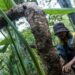 Petani merawat umbi Talas Beneng di Desa Sarinten, Lebak, Banten, Sabtu (17/10/2020). Dinas Pertanian Kabupaten Pandeglang mengembangkan potensi usaha pertanian Talas Beneng yang biasa dijadikan tepung tapioka untuk di ekspor ke sejumlah negara seperti Australia, Malaysia, Swedia dan Belanda sekaligus mendukung program Gerakan Tiga Kali Ekspor (GRATIEKS) yang merupakan program prioritas nasional Kementerian Pertanian. (MASAPNEWS/ANT)