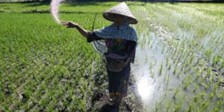 Petani menabur pupuk bersubsidi di area persawahan Indrapuri, Aceh Besar, Aceh, Sabtu (22/1/2022). (MASAPNEWS/ANT)